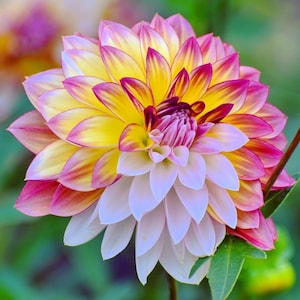 Rare Pompon Dahlia Seeds | Colorful Mixed Garden Flower Seeds