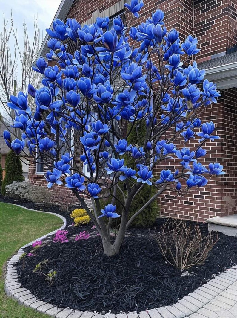 May include: A vibrant tree with striking blue flowers in full bloom. The tree is set against a backdrop of a brick house and a well-manicured lawn, with black mulch and colorful flowers at its base.