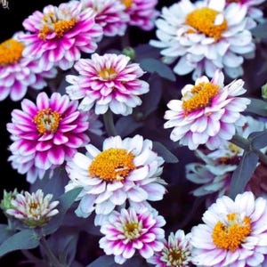 May include: Close-up of a cluster of vibrant zinnia flowers. The petals are white with magenta edges, surrounding a bright yellow center. The flowers are in full bloom, with lush green leaves and stems.