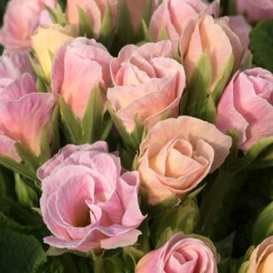 Gemengde sleutelbloemzaden Geurige dubbele sleutelbloem Vaste plant