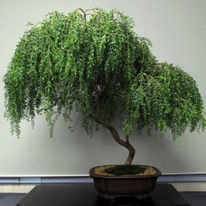 Pode incluir: Um bonsai de salgueiro chorão com folhagem verde em cascata. A árvore tem um tronco curvo e está plantada em um vaso marrom retangular. Uma planta decorativa para casa ou escritório.
