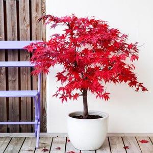 May include: A vibrant red Japanese maple tree in a white ceramic pot. The tree's leaves are a deep crimson, contrasting with the pot and the light-colored wooden deck. Fallen leaves are scattered on the deck. A purple bench and wooden fence are in the background.