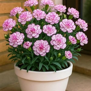 May include: A potted plant of pink and white carnations. The flowers have ruffled petals with a striped pattern. The plant is in a white ceramic pot, set against a brick wall.