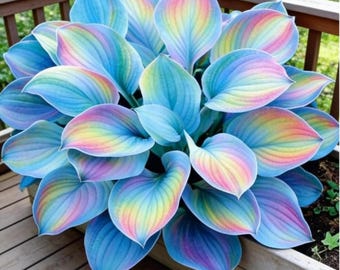 Rainbow Hosta Plant Bulbs, Broad Leaf Perennial Garden Roots