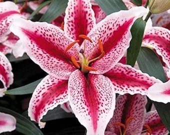 Stargazer Lily Bulb | Pink Oriental Perennial Lily