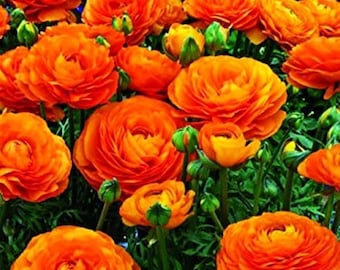 Bulbi di ranuncolo misti – Ranuncolo doppio, colorati fiori primaverili