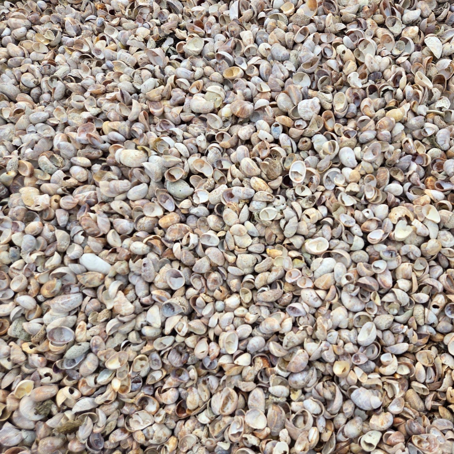 Bulk Slipper Shells (1-3") - Etsy