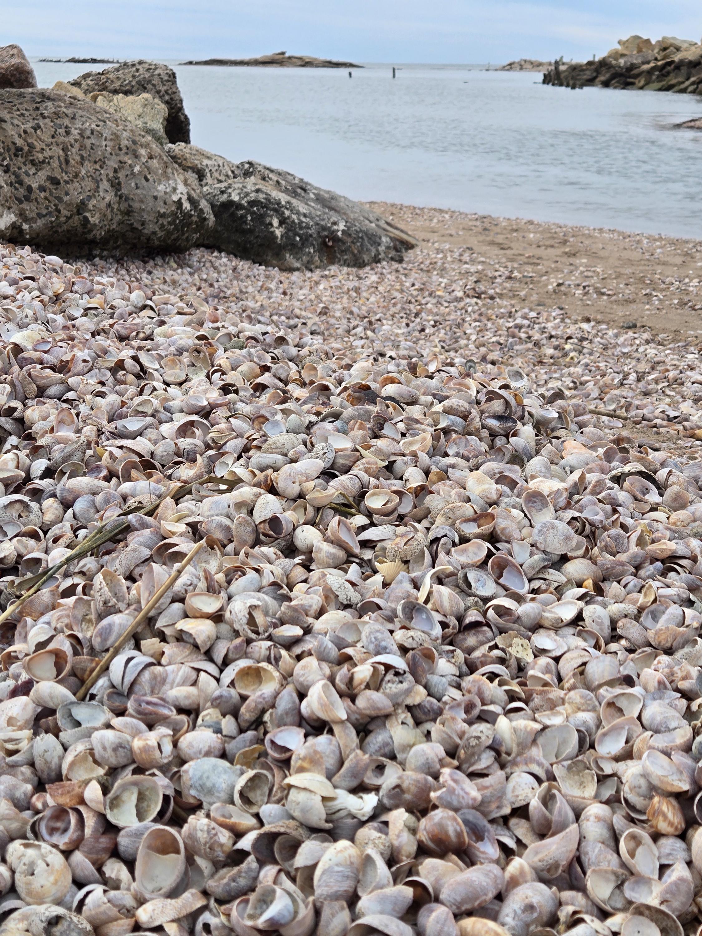 Bulk Slipper Shells (1-3") - Etsy