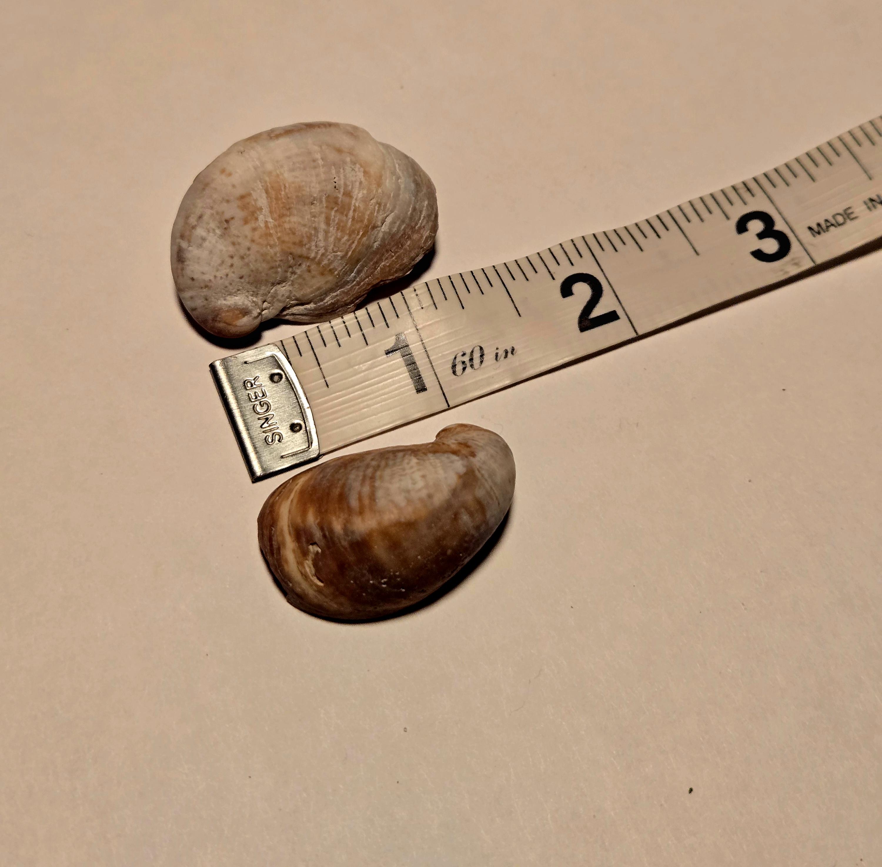Bulk Slipper Shells (1-3") - Etsy