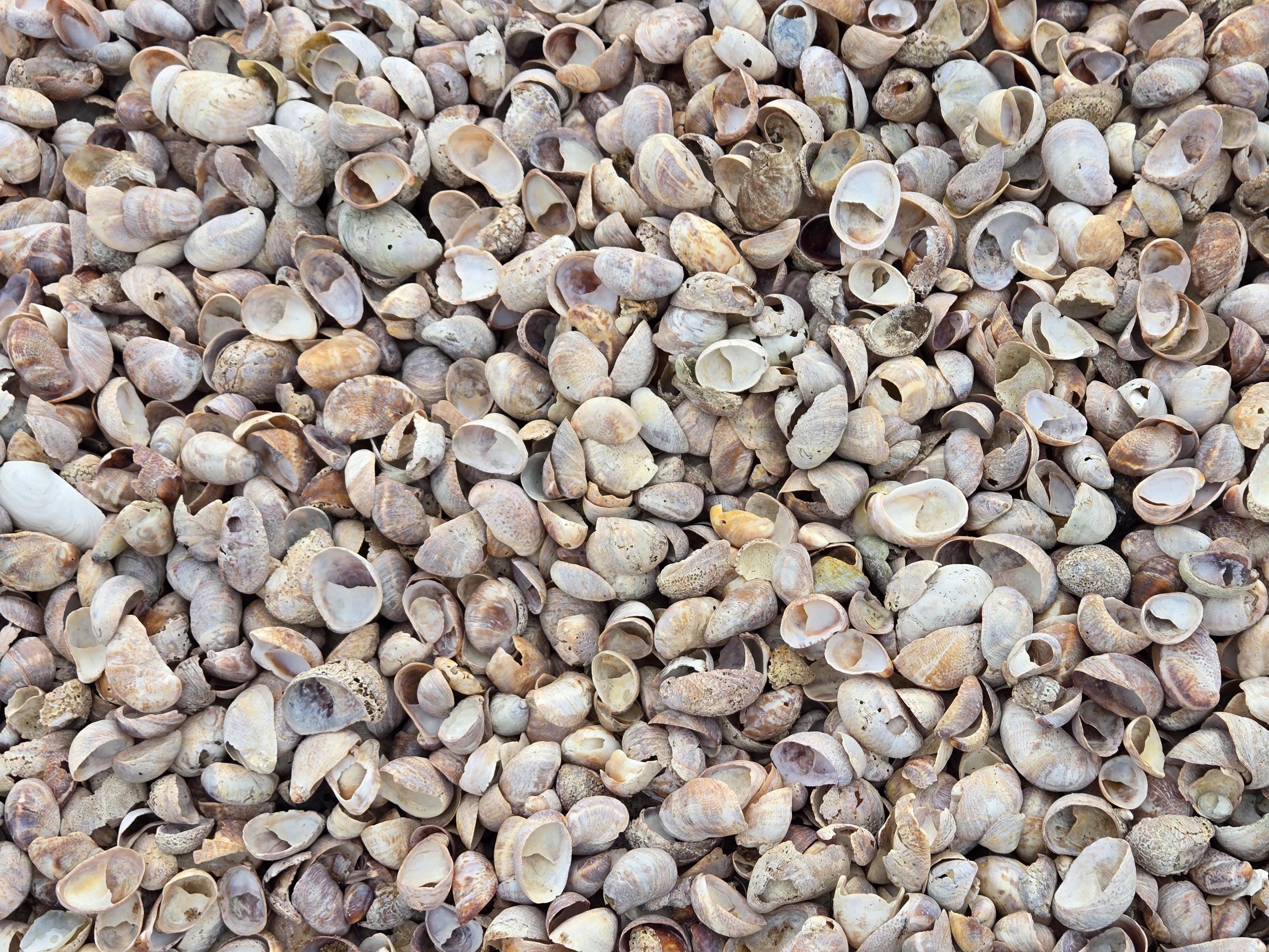 Bulk Slipper Shells (1-3") - Etsy