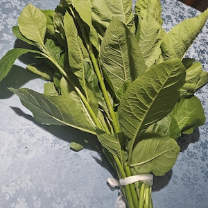May include: A large bunch of fresh green leaves with prominent veins and serrated edges, gathered together at the stems and secured with a clear plastic tie. The leaves are elongated and oval-shaped, displaying various shades of vibrant green.