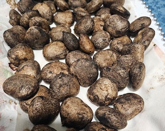 Organic Okonghobong (Ugu) seeds, Fluted pumpkin seeds