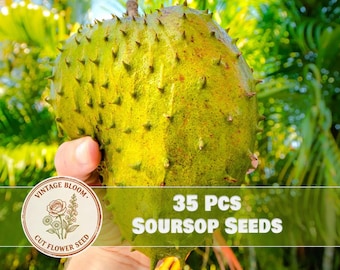 Soursop Seeds for Planting 35pcs | Patio & Yard Foliage Tree