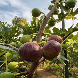 May include: Close-up of a fig tree branch laden with ripe figs. The figs are a deep purple with green stripes, and some are still green. The leaves are large and green, and the sky is visible in the background.