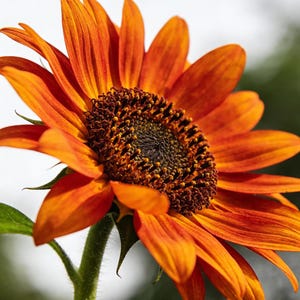 May include: Close-up of a vibrant orange sunflower with a dark brown center. The petals are a rich, warm orange hue, and the center is filled with tiny, dark florets. The green stem and leaves provide a contrasting backdrop.