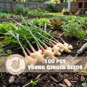 100 Young Ginger Seeds, Home Garden Spice Root, Grow in Pots, Kitchen Herb Garden