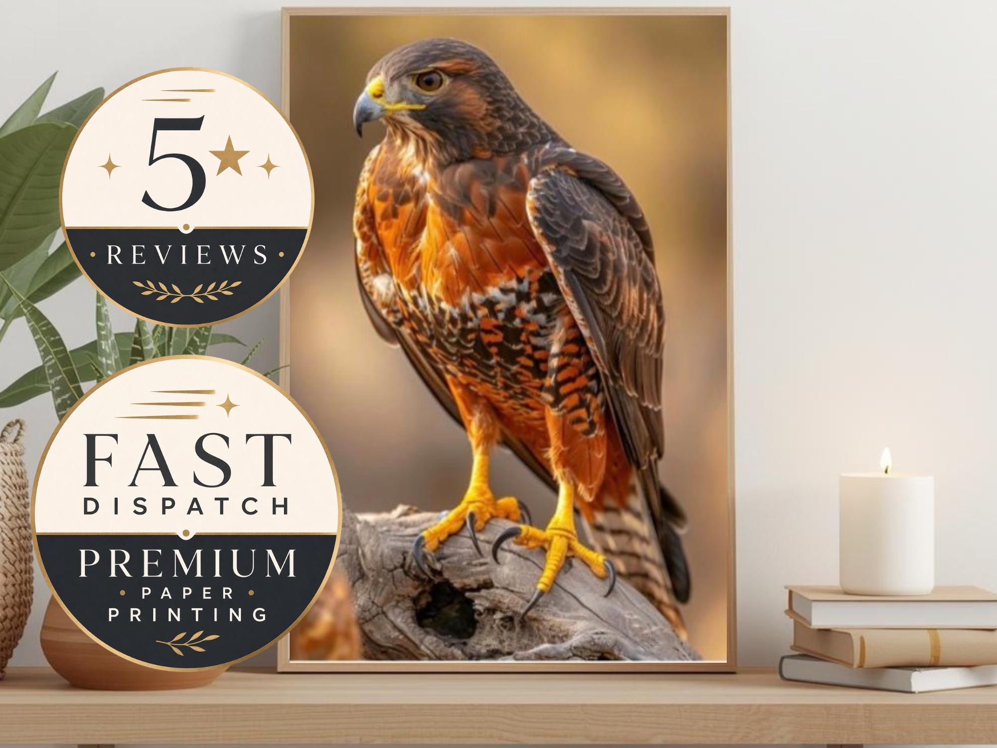 Hawk Rip Print Harris Hawk Wall Art Print, Bird of Prey Photography, Wildlife Decor ...