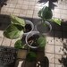 Vanity Decker reviewed Pothos ,Golden,Marble, Green Plants,Rooted Starter Plants Lot of 3 Plants