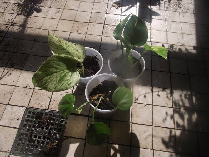 Pothos GoldenMarble Green PlantsRooted Starter Plants Lot image 0