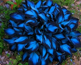 Hosta Bare Root Perennial Plants Mixed – 6 Pack Shade Garden Favourites