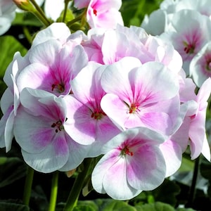 May include: Close-up of a cluster of geranium flowers. The petals are white with pink centers and edges, creating a two-tone effect. The flowers have a delicate, layered appearance, with visible stamens. Green leaves and stems provide a contrasting backdrop.