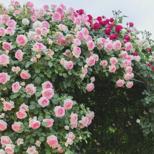 May include: A lush display of climbing roses in full bloom. The image showcases a variety of pink and red roses, with green foliage. The roses are in various stages of bloom, creating a vibrant and textured floral arrangement.