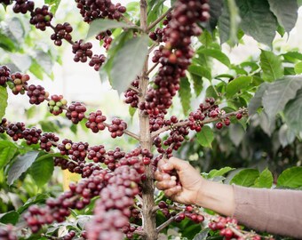 Kaffee-Plantage