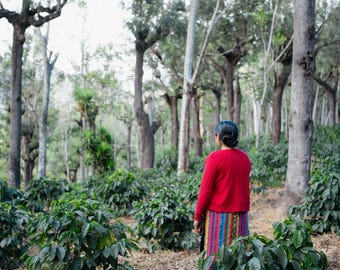 Kaffee-Plantage | Hüter der Kaffeefelder