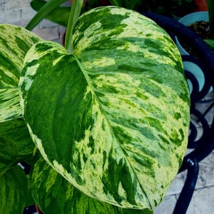 Jessenia pothos - Etsy 日本