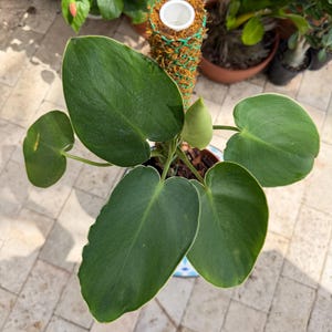 Philodendron Rugosum, aracée rare | Plante vivante établie sur tuteur en mousse | Grandes feuilles texturées | Plante conforme à la description