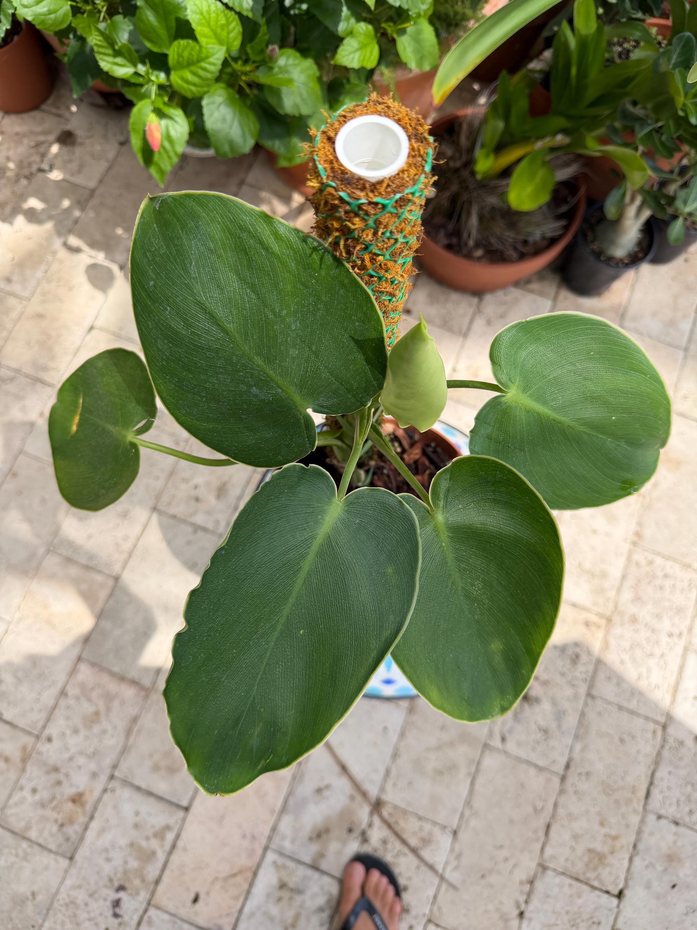 Philodendron rugosum - Etsy 日本
