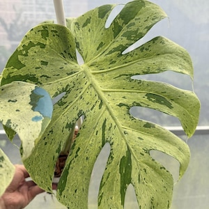 May include: A set of three ceramic mugs with a speckled, matte finish. The mugs are in shades of cream, light brown, and dark brown. Each mug has a simple, minimalist design and a rounded handle.