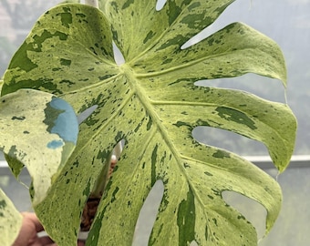 Monstera Deliciosa Bisasam Variegated One Blatt verwurzelte Knoten schneiden Indoor Outdoor seltene Pflanze