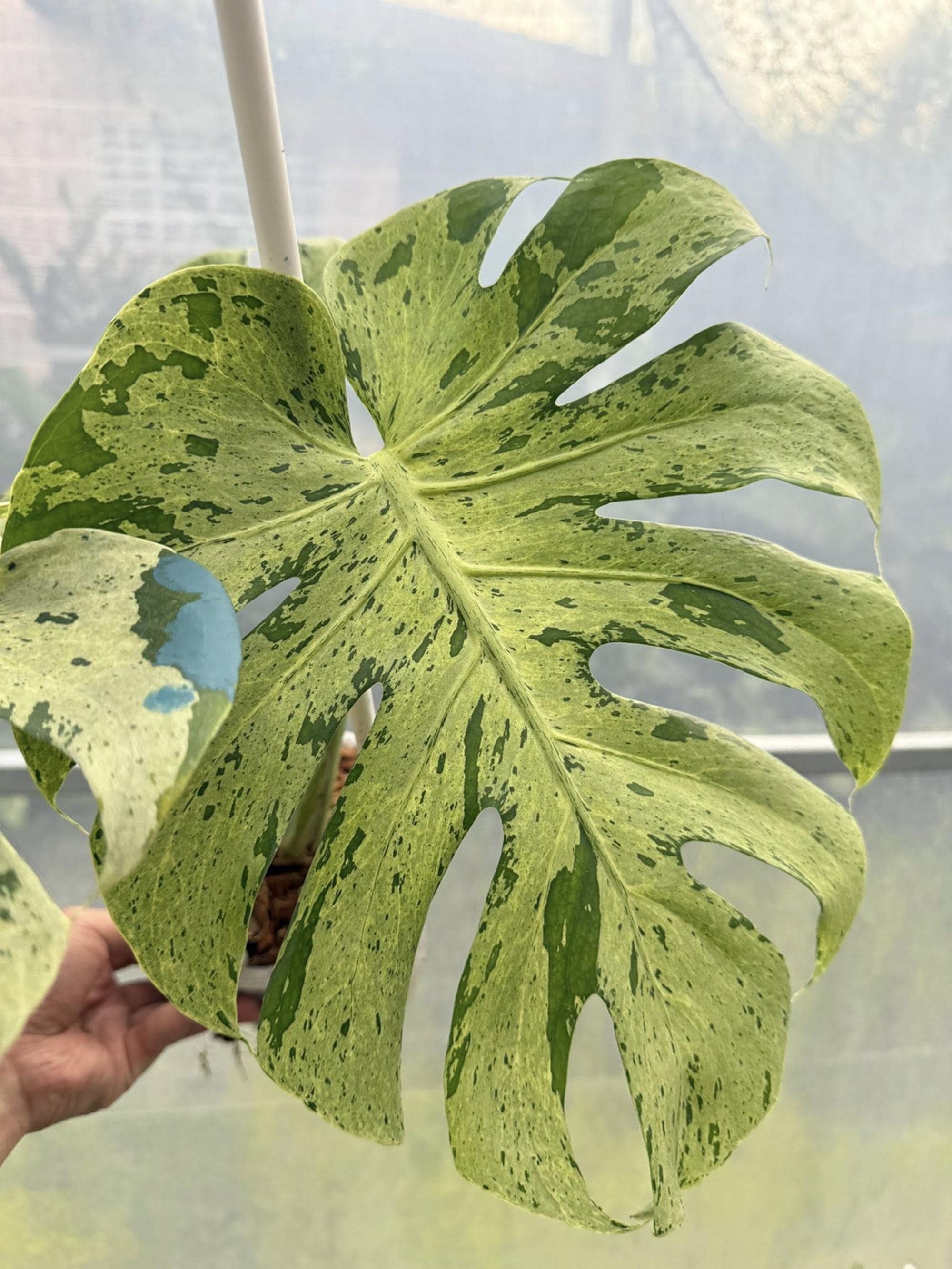 Monstera bulbasaur - Etsy 日本