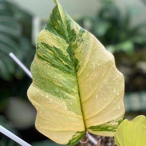 Pode incluir: Close-up de uma folha variegada com uma mistura de tons verdes e amarelo creme. A folha está coberta por minúsculas gotas de água, criando um efeito brilhante. A planta está num vaso, com o fundo desfocado.