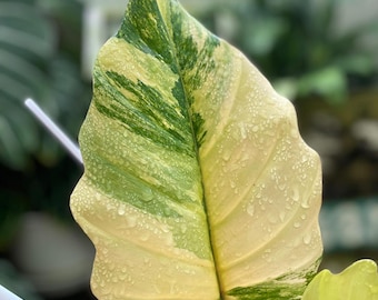 Philodendron Caramel Marble Variegated Single Leaf Rooted Node Cutting Rare Plant Gardening