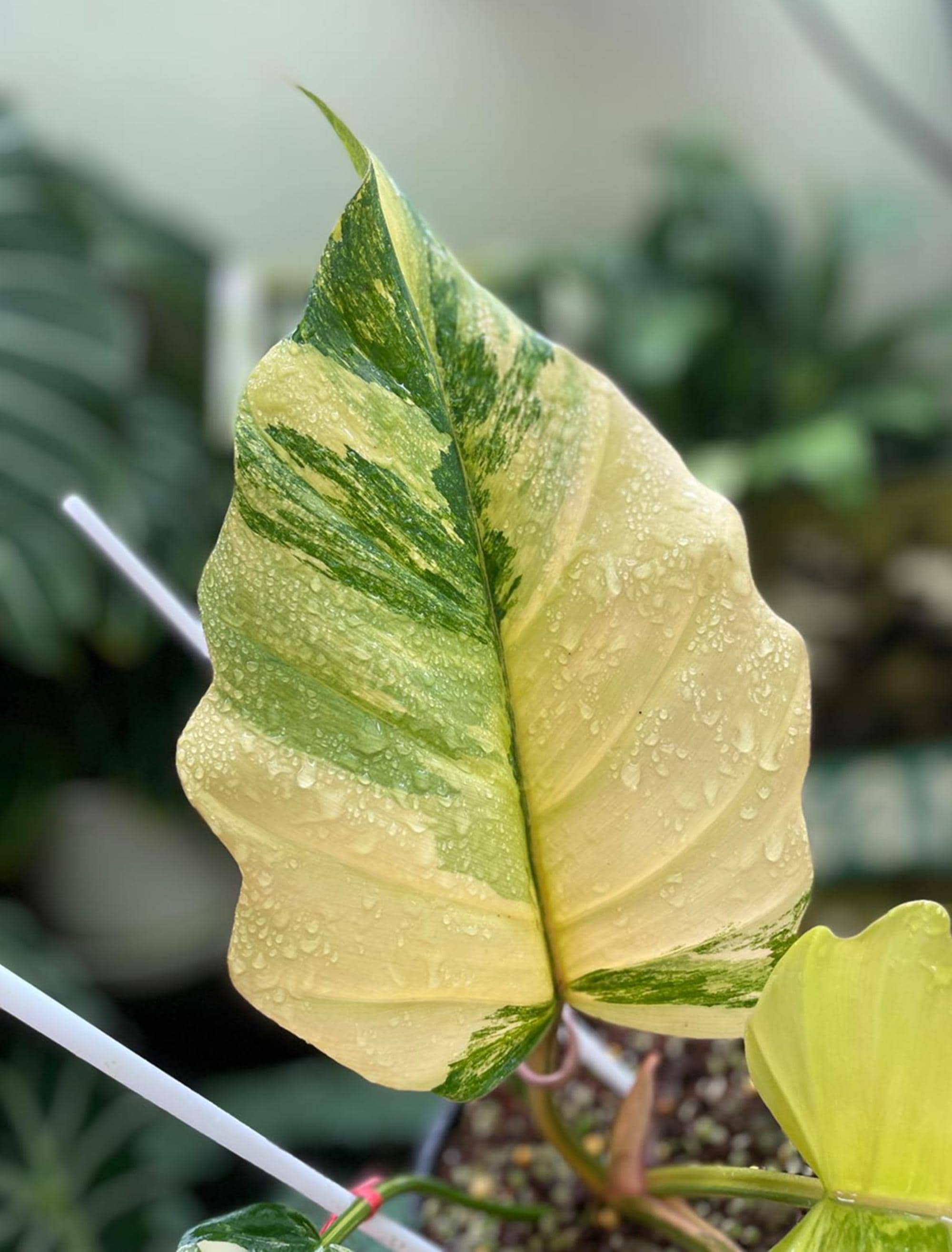 Caramel marble philodendron - Etsy 日本