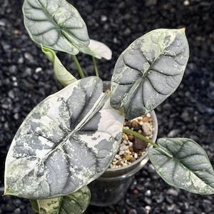Variegated alocasia dragon scale - Etsy 日本