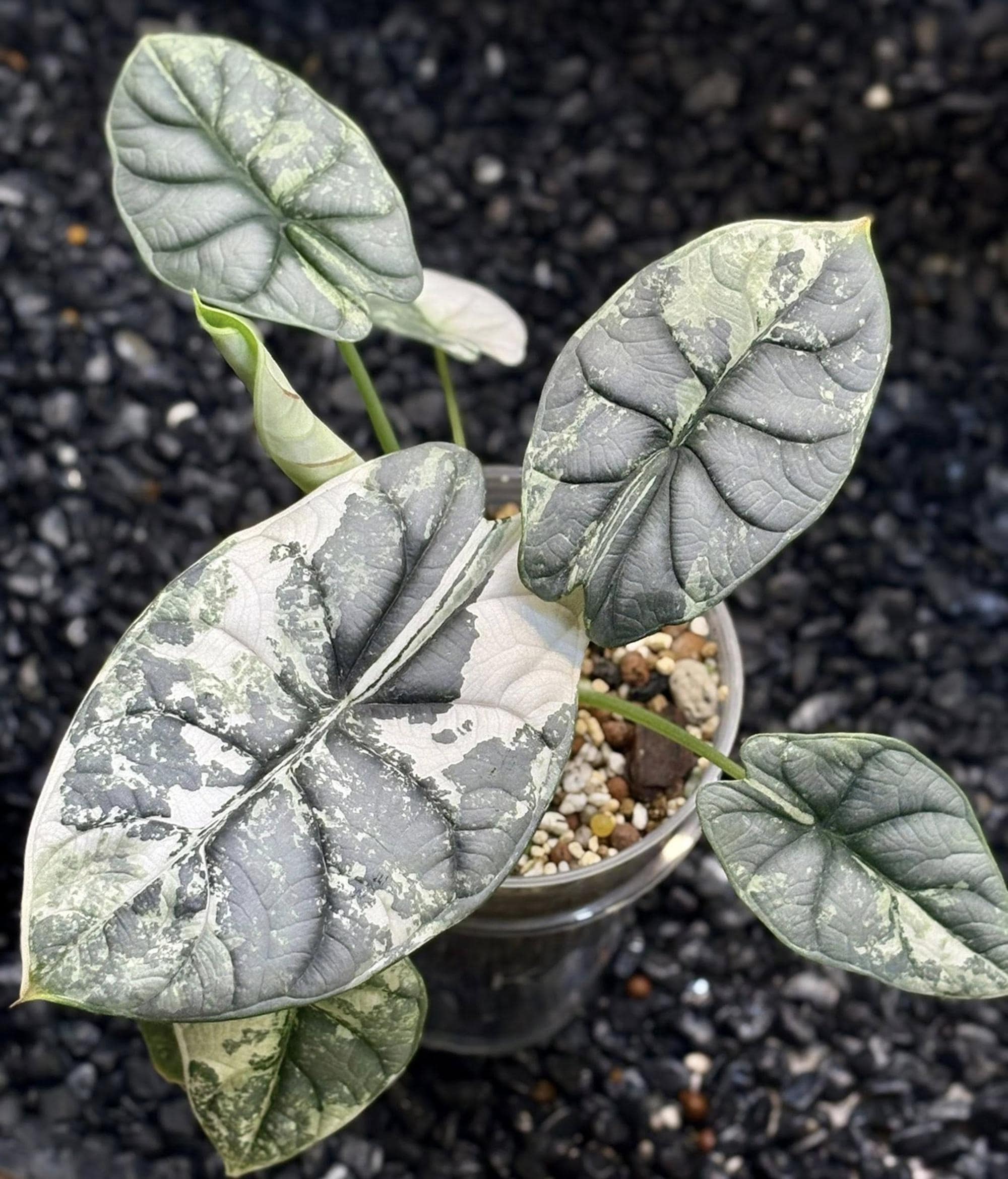 Alocasia venom - Etsy 日本