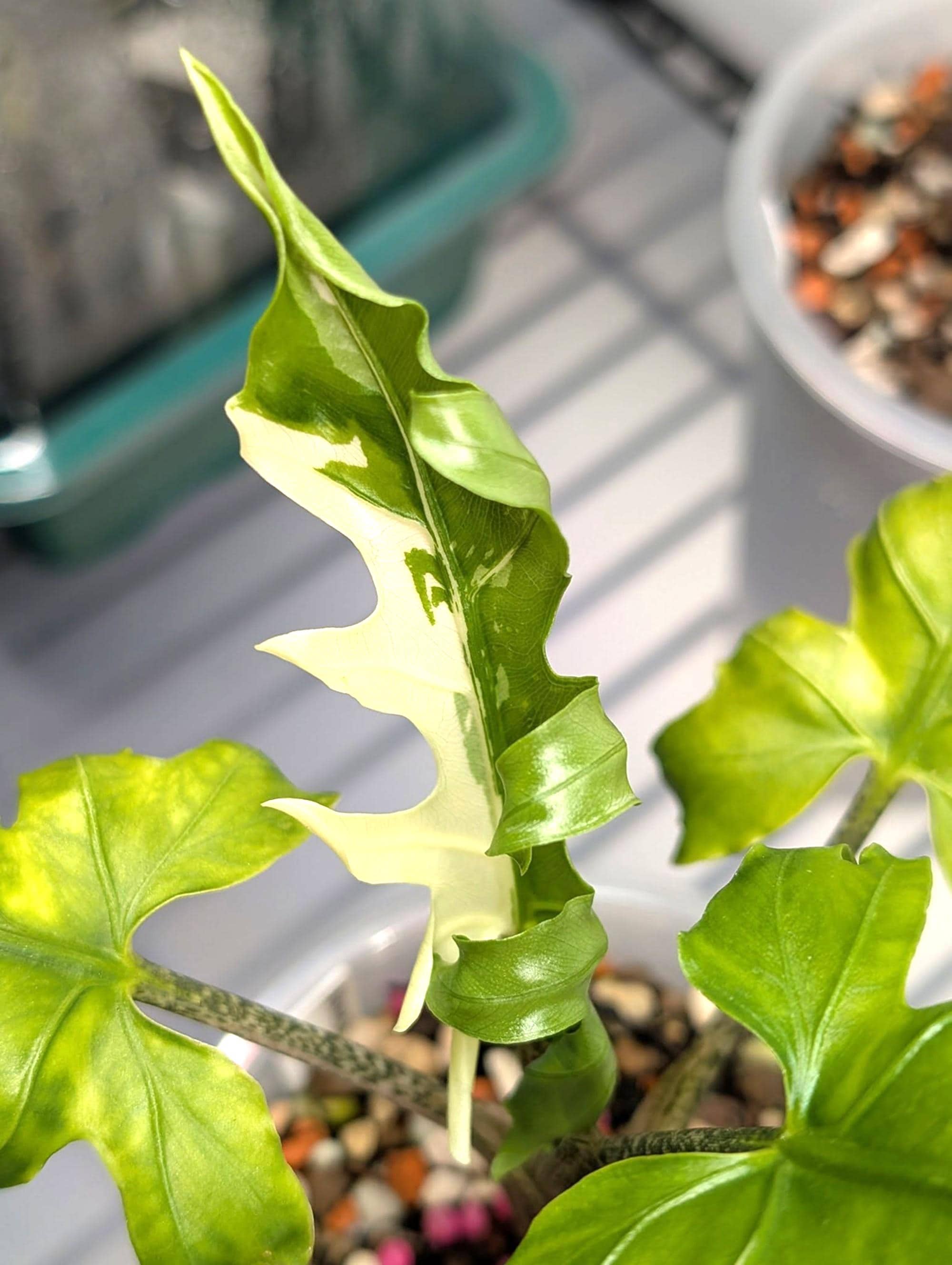 Variegated jacklyn - Etsy 日本