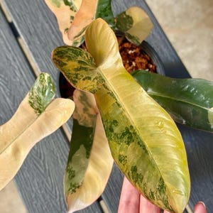 Philodendron strawberry shake - Etsy 日本
