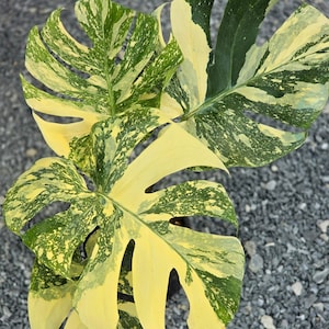 Puede incluir: Un juego de tres tazas de cerámica con un acabado mate moteado. Las tazas son de color crema, gris claro y gris oscuro. Cada taza tiene un diseño simple y minimalista y un asa redondeada.