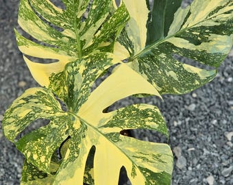 Monstera Creme Brulee Variegated One Leaf Rooted Node Cutting Indoor Outdoor Rare Plant