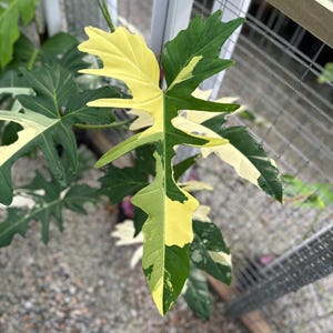 May include: A close-up shot of a variegated leaf, showcasing a striking colour pattern. The leaf is divided into sections of bright yellow, deep green, and creamy white. The leaf's edges are jagged, adding to its unique appearance. The plant is likely a tropical houseplant.