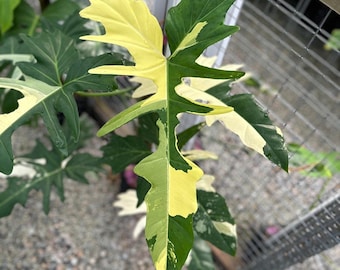 Philodendron Golden Dragon Variegated Planting Rooted Nodes Cuttings Rare Plant Gardening