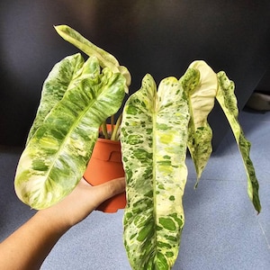 Filodendro Paraíso Verde Aurea Variegado, Folha Única, Enraizado, Estaca, Planta Arácea para Interior e Exterior