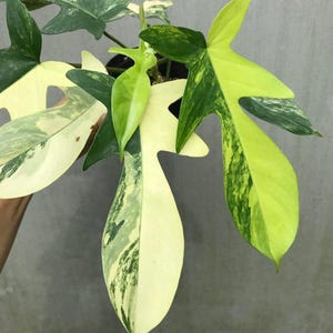 Pode incluir: Close-up de uma planta de Philodendron variegata com folhas grandes e de formato único. As folhas exibem uma mistura marcante de verde, amarelo e variegado branco cremoso. A planta está em vaso sobre um fundo neutro.