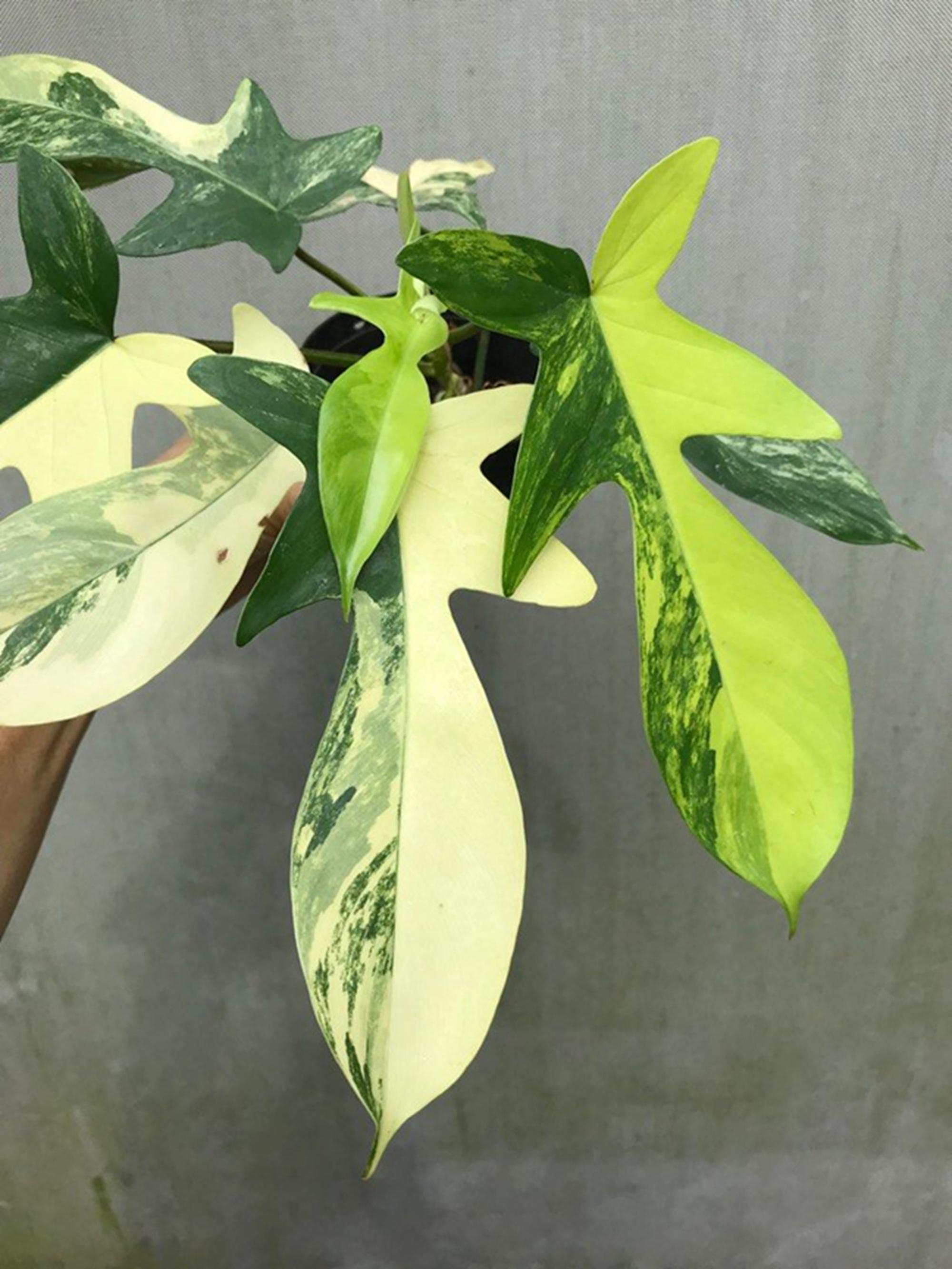 Anthurium variegated - Etsy 日本