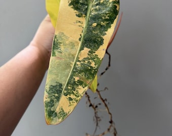 Philodendron Billietiae Variegated Rooted Node Schneiden Indoor Outdoor Seltene Pflanze Gartenarbeit