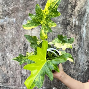 Pode incluir: Uma planta de Philodendron em vaso com folhas grandes e de formato único. As folhas exibem uma mistura vibrante de variegatações verdes e amarelas. A planta é mantida em um vaso preto com uma estrutura de suporte branca.